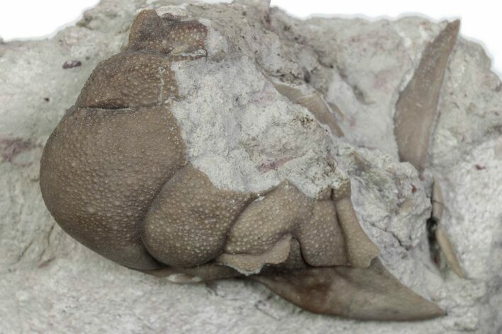 Bargain, Partial Lichid (Metopolichas) Trilobite - Russia #363156